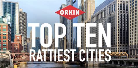 San Francisco 5th 'rattiest' city in the US, according to Orkin